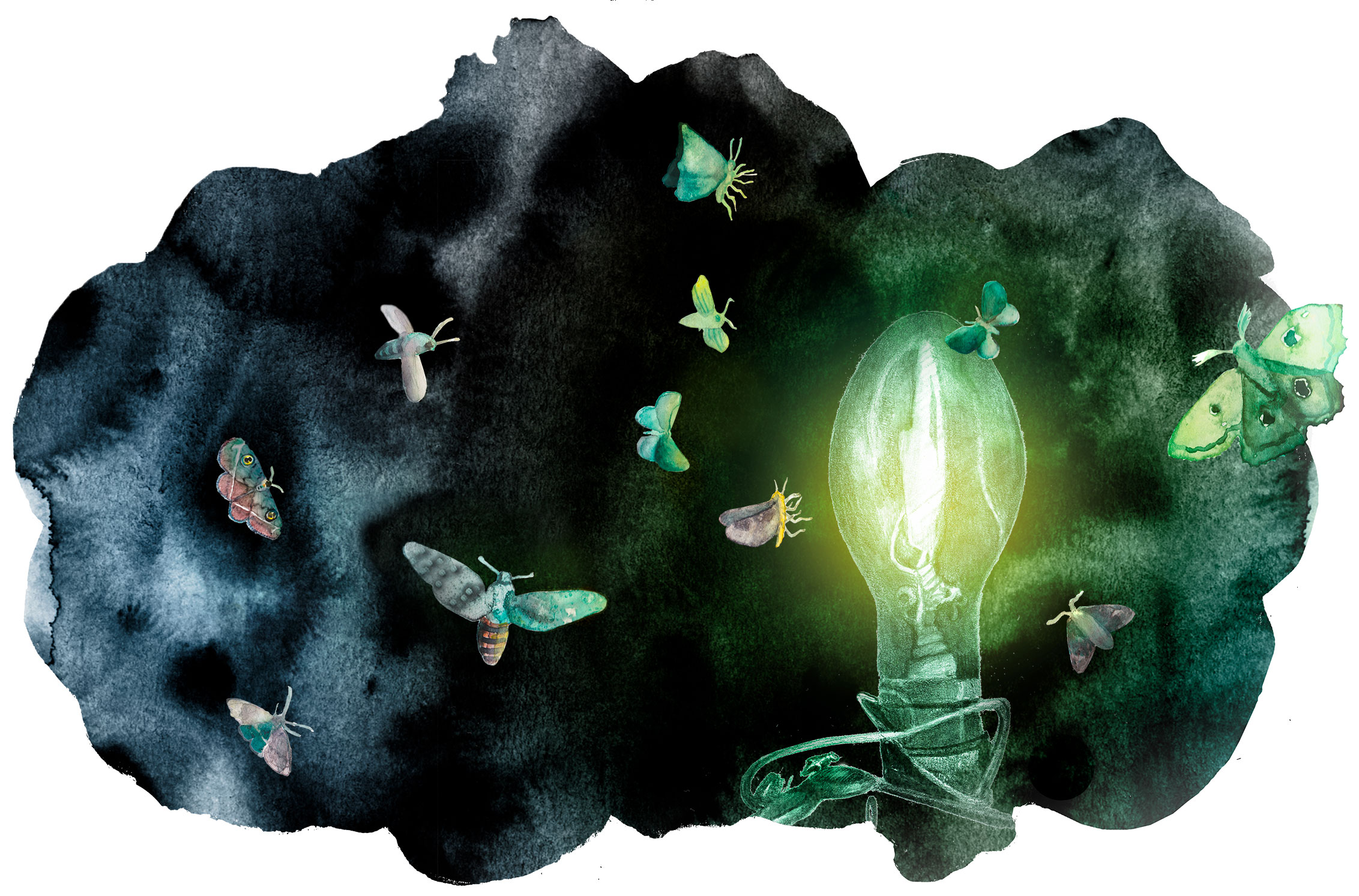 yöperhoset_ruutu_kaikki_perhoset-paikalla_verkko